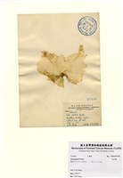 藏品(孔石蓴)的圖片